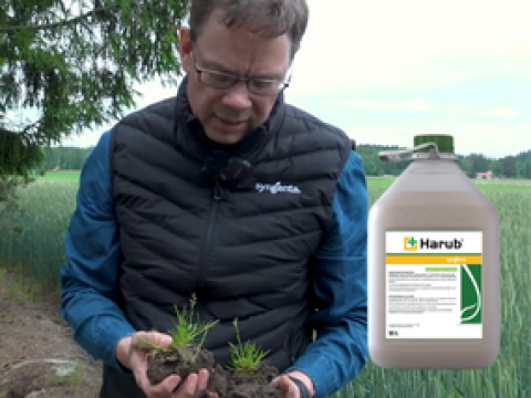 HARUB tarjoaa uuden vaihtoehdon kylänurmikan torjuntaan syysviljoilla