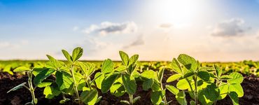 Syngenta Seedcare ja Bioceres Crop Solutions aloittavat yhteistyön tuodakseen markkinoille biologisia valmisteita siementen käsittelyyn