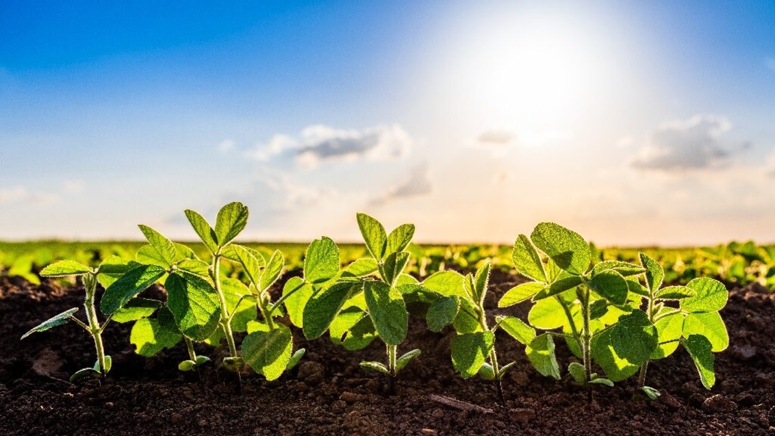 Syngenta Seedcare ja Bioceres Crop Solutions aloittavat yhteistyön tuodakseen markkinoille biologisia valmisteita siementen käsittelyyn