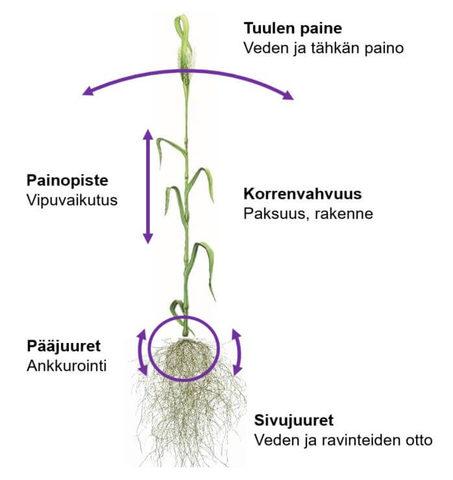 Moddus evo syngenta