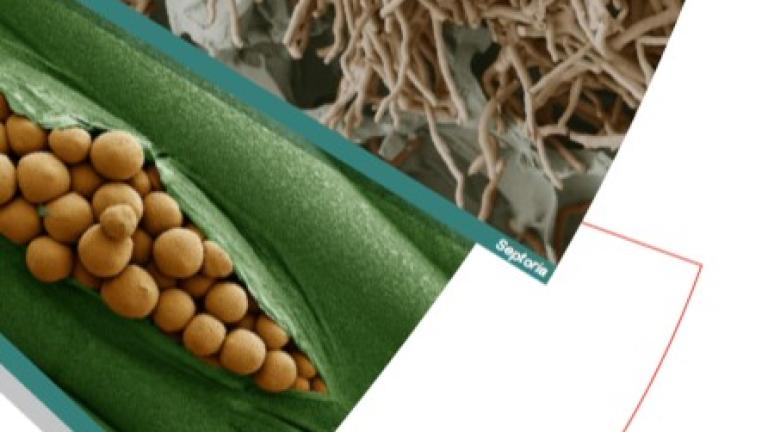 Elatus Plus Septoria & Rouste