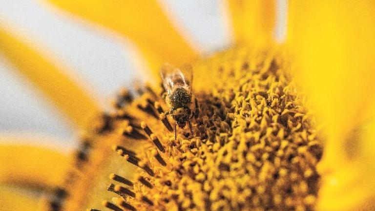Positive action for pollinators and biodiversity