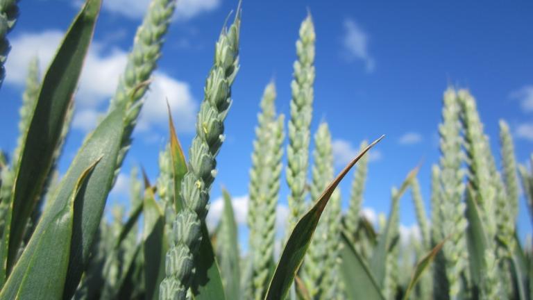 Syngenta ja Unium Bioscience tuovat uudenlaisen biologisen siemenkäsittelyn Luoteis-Eurooppaan