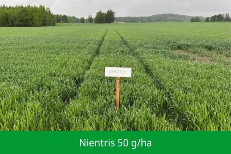 NIENTRIS