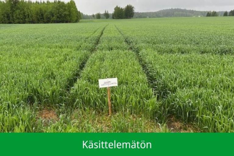 Käsittelemätön
