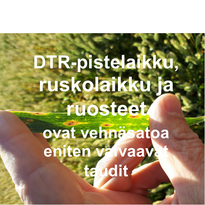 DTR-pistelaikku, ruskolaikku ja ruosteet ovat vehnäsatoa eniten vaivaavat taudit