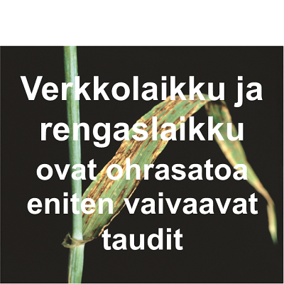 Verkkolaikku ja rengaslaikku ovat ohrasatoa eniten vaivaavat taudit