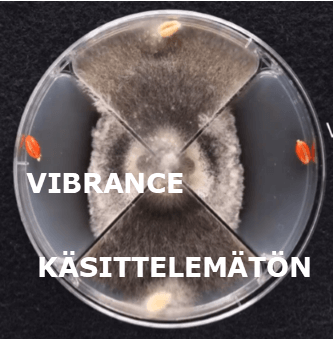 Vibrance - Käsittelemätön