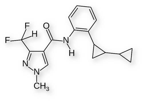 Sedaksaani