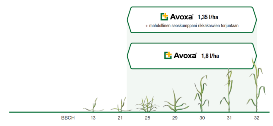 Avoxa