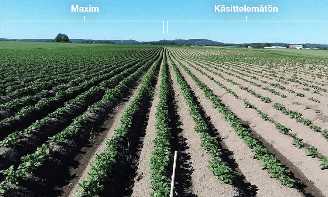  Maxim 100 FS suojaa siemenmukulat tauteja vastaan. Tautien vaivaama peruna taimettuu huonosti