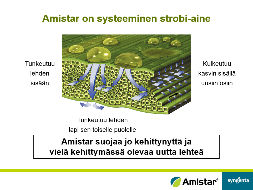Amistar on systeeminen strobi-aine