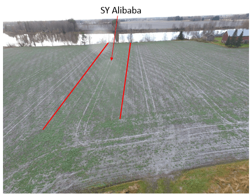 SY Alibaba