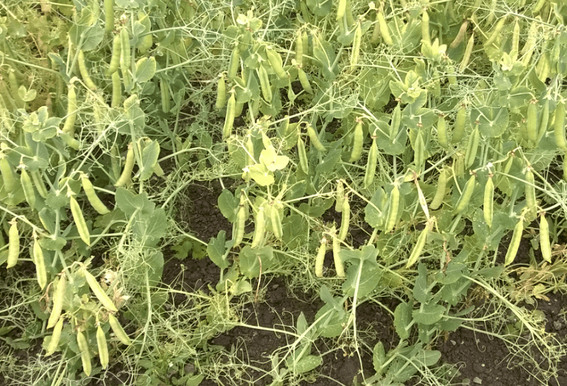 Moddus Evo Syngenta
