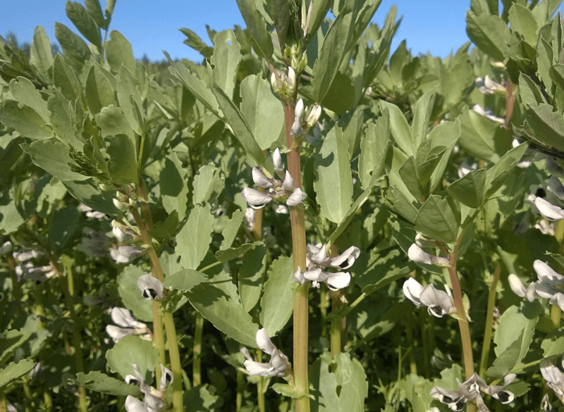 Moddus Evo Syngenta