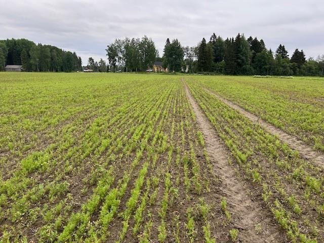 MEGAFOL 2 l/ha