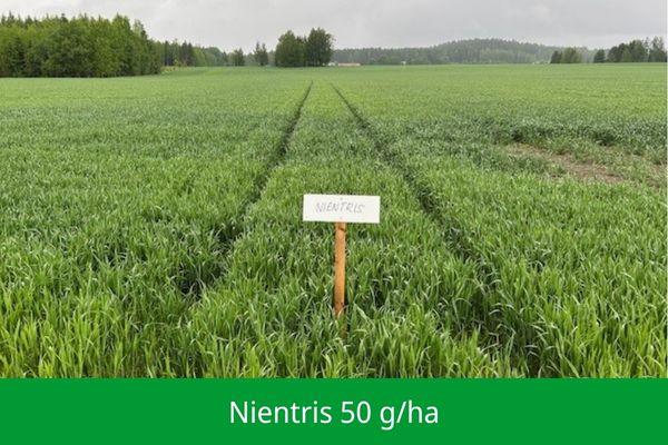 NIENTRIS