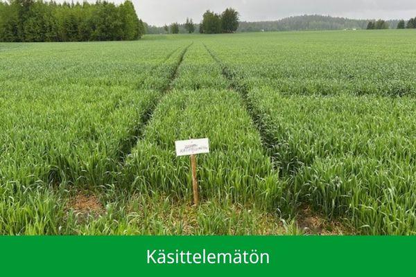 Käsittelemätön