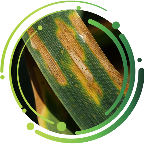 Septoria / Syysvehnän harmaalaikku